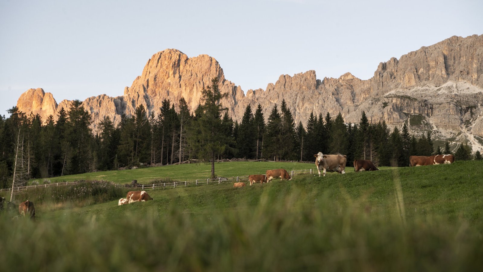 alpine meadows